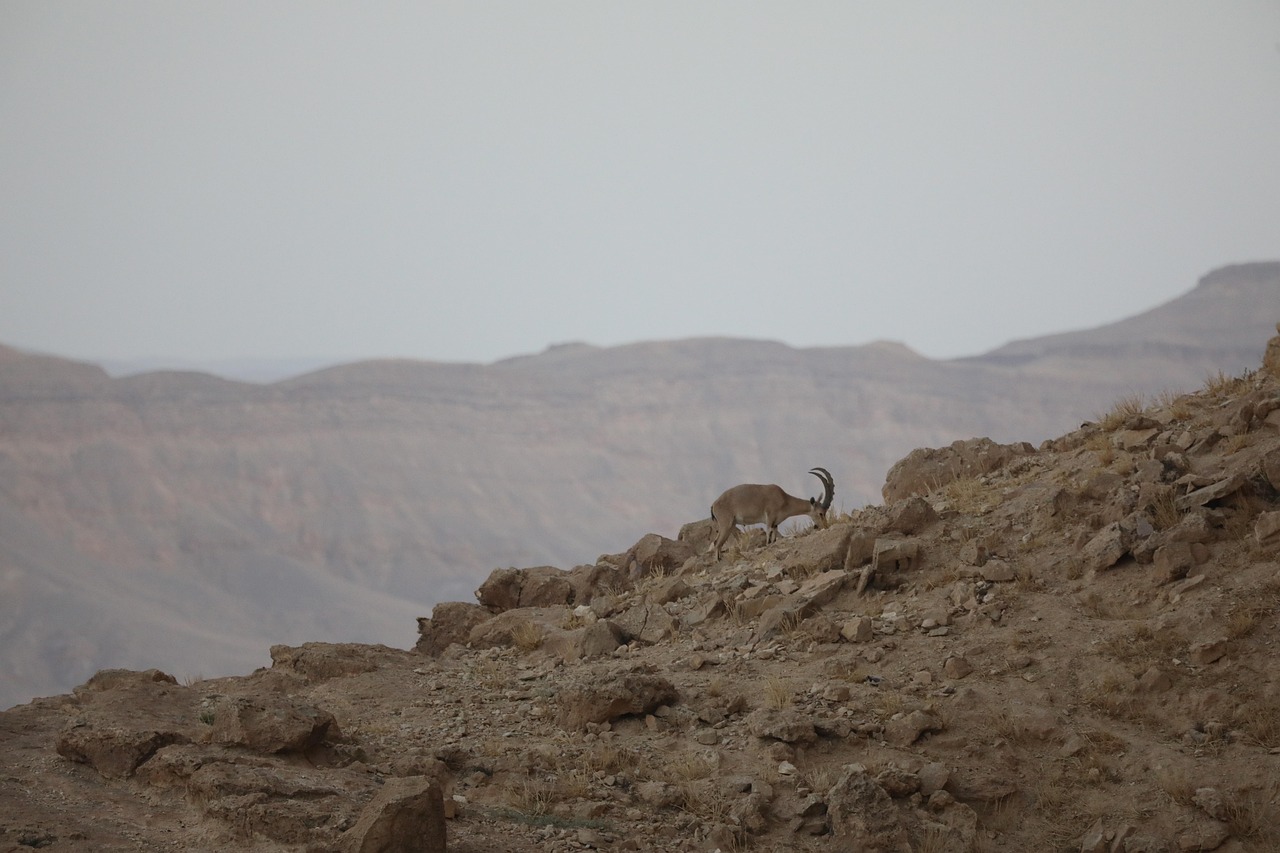 נוף ארץ ישראל